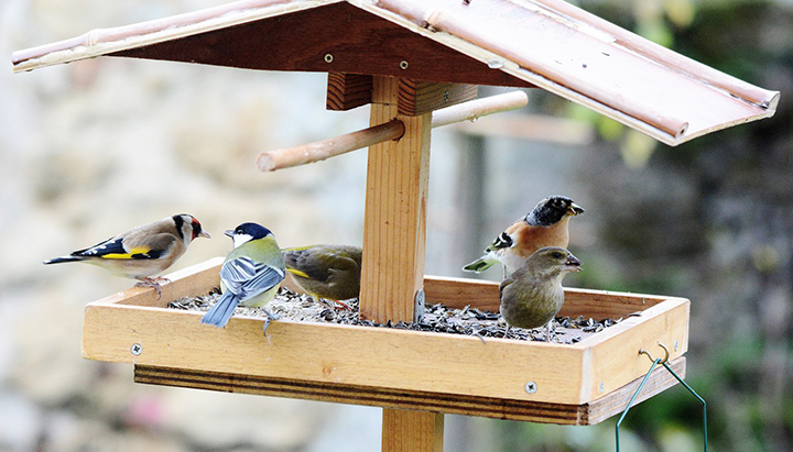 Comment aider les oiseaux en hiver ? Construisons des mangeoires !